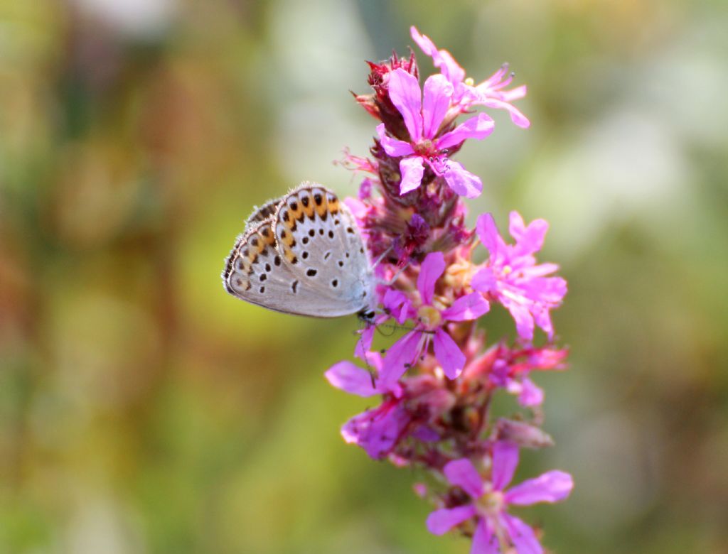 Plebejus idas? S